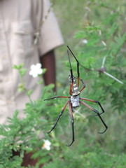 Trichonephila sumptuosa