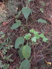 Helianthus silphioides