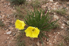 Oenothera coryi