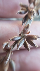 Lomatium stebbinsii