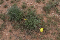 Oenothera coryi