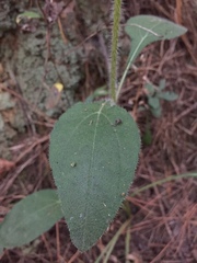 Helianthus silphioides