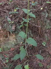 Helianthus silphioides
