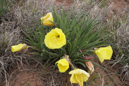 Image of Oenothera coryi by (c) Reid Hardin, some rights reserved (CC BY)