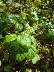 Rubus nivalis