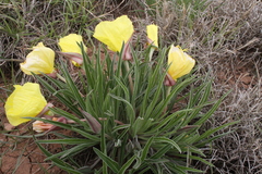 Oenothera coryi
