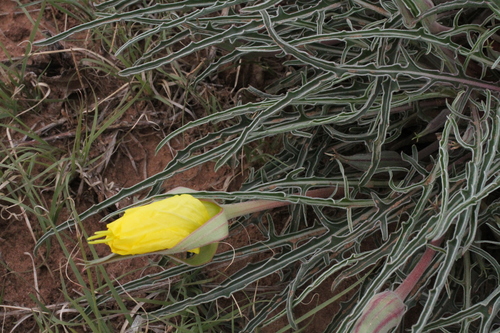 Image of Oenothera coryi by (c) Reid Hardin, some rights reserved (CC BY)