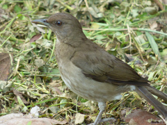 Turdus ignobilis