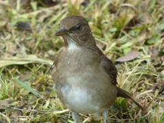 Turdus ignobilis