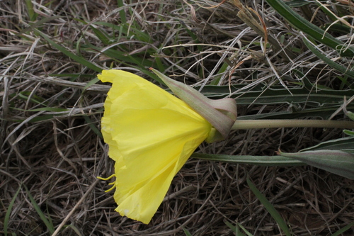 Image of Oenothera coryi by (c) Reid Hardin, some rights reserved (CC BY)