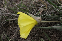 Oenothera coryi