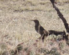 Oreoscoptes montanus
