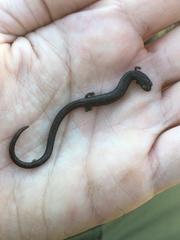 Batrachoseps nigriventris
