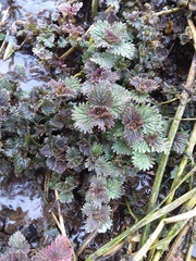 Urtica platyphylla