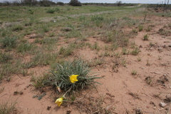 Oenothera coryi