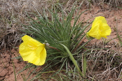 Oenothera coryi