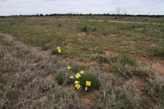 Oenothera coryi
