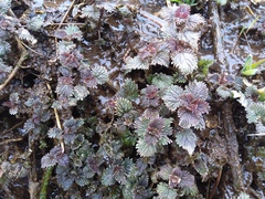 Urtica platyphylla