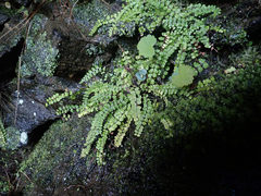 Asplenium trichomanes trichomanes