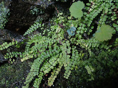 Asplenium trichomanes trichomanes