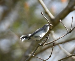 Polioptila caerulea caerulea
