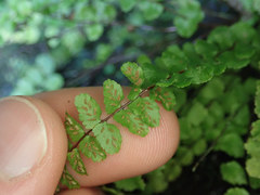 Asplenium trichomanes trichomanes