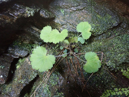 Littleflower alumroot (Heuchera parviflora)