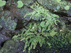 Asplenium trichomanes trichomanes