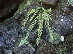 Asplenium trichomanes trichomanes