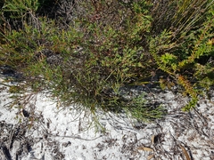 Jacksonia stackhousei