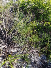 Jacksonia stackhousei