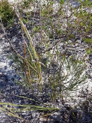 Jacksonia stackhousei