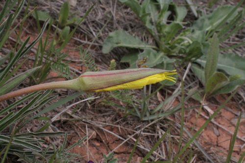 Image of Oenothera coryi by (c) Reid Hardin, some rights reserved (CC BY)