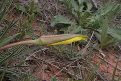 Oenothera coryi
