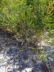 Jacksonia stackhousei