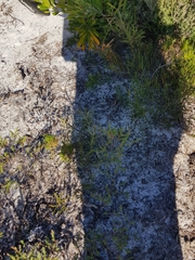 Jacksonia stackhousei