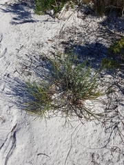 Jacksonia stackhousei