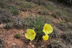 Oenothera coryi