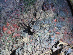 Paraphrynus laevifrons