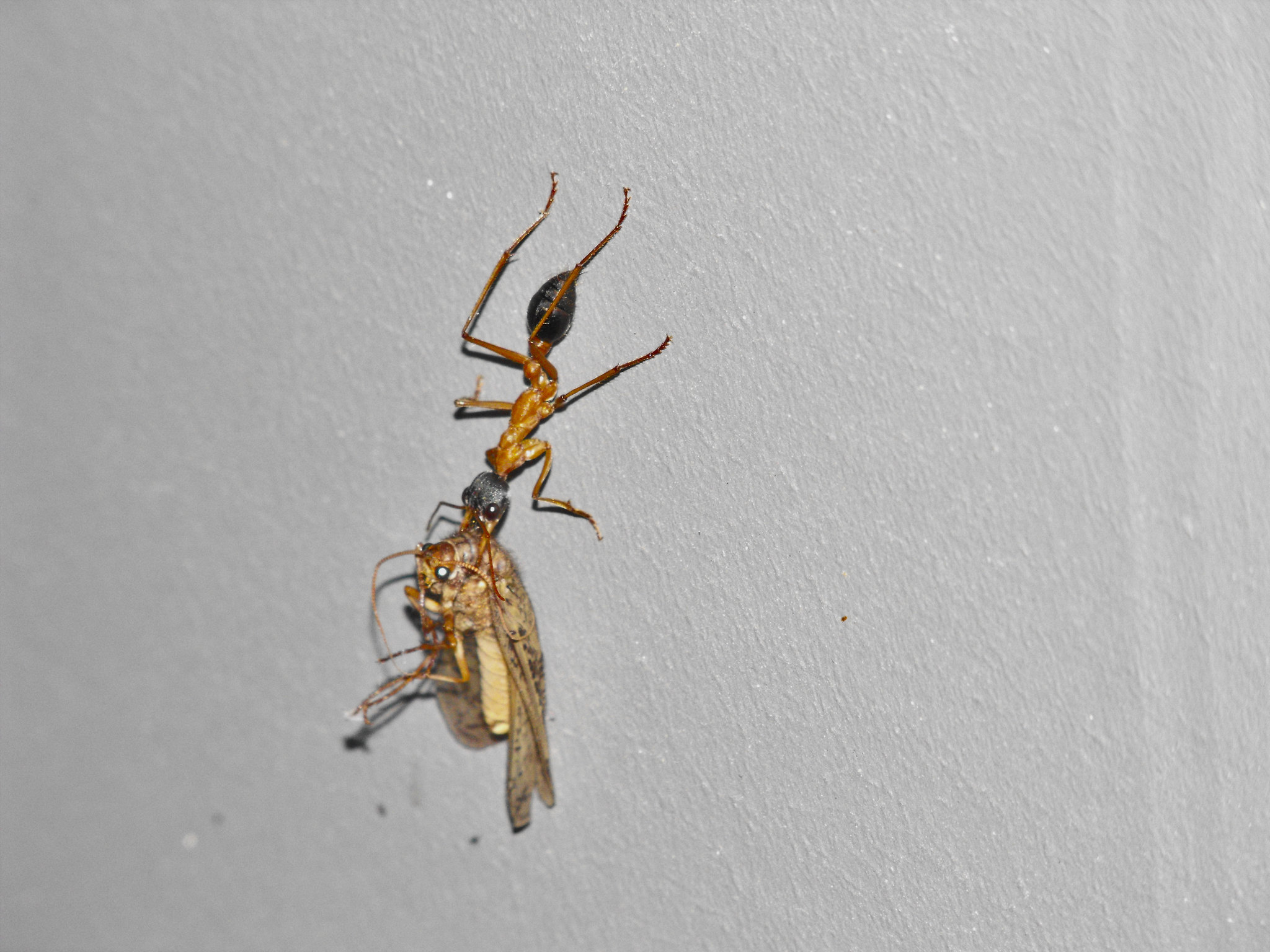 Myrmecia desertorum