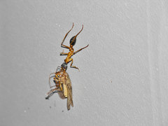 Myrmecia desertorum