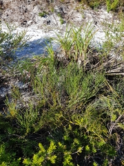 Jacksonia stackhousei