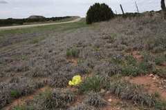 Oenothera coryi