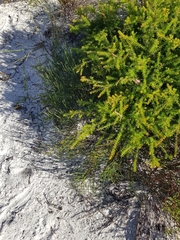 Jacksonia stackhousei