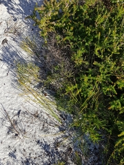 Jacksonia stackhousei