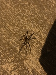 Lycosa erythrognatha