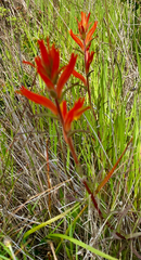 Castilleja subinclusa