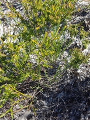 Jacksonia stackhousei