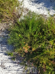 Jacksonia stackhousei