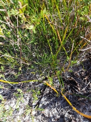 Jacksonia stackhousei